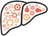 Liver